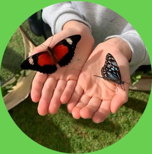 butterflies.jpeg