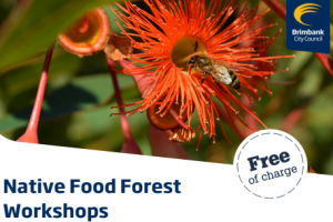 food forest Screenshot 2026-10-29 083329.png