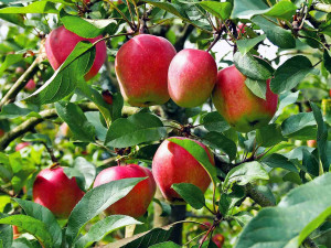 plantnet-rootstock-apple-Dwarf-Anna-1867x1400.jpg