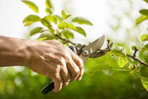 pruning-method-feature-1.jpg