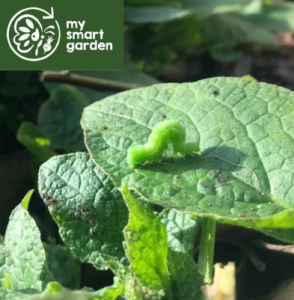 with logo - natural pest and disease management tile.png